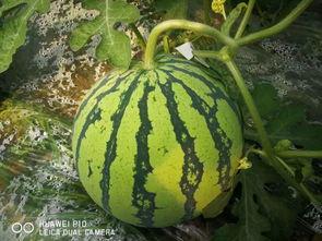 吃瓜群众李大瓜是谁,吃瓜群众李大瓜的传奇故事