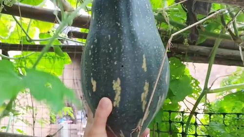 赖瓜怎么吃最好,解锁美味新境界