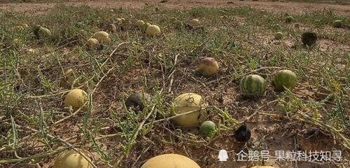 冬天沙漠里吃瓜,冬日沙漠瓜果盛宴