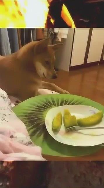 精灵吃瓜,奇趣吃瓜大冒险