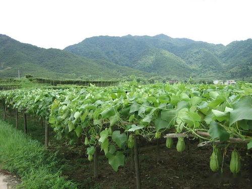 吃瓜叶,揭秘吃瓜叶的独特风味与营养价值