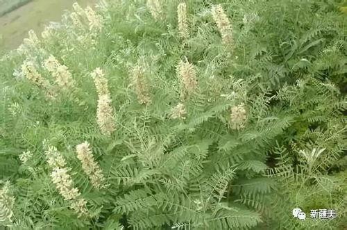 吃哈密瓜嘴苦,揭秘甜蜜背后的苦涩真相