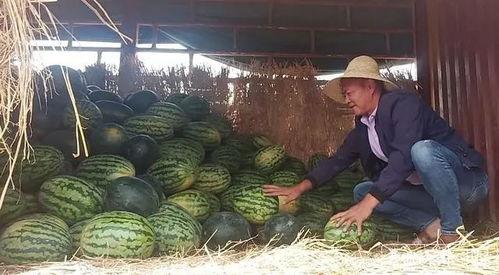 昆明屋顶吃瓜事件视频,网友热议城市新景观