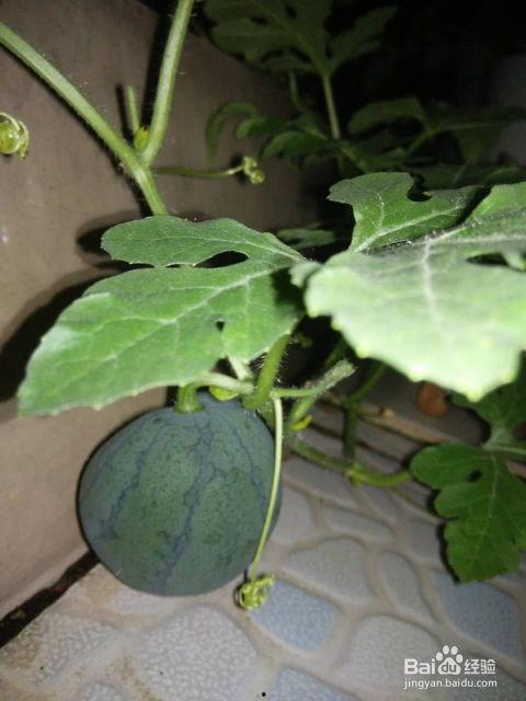 西瓜不吃籽吃瓜,尽享甘甜瓜肉新体验