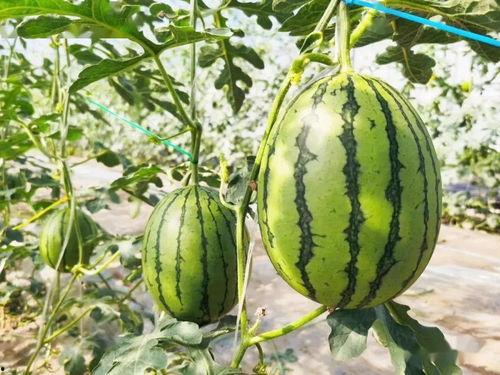 吃瓜什么最甜,揭秘“吃瓜什么最甜”的秘密