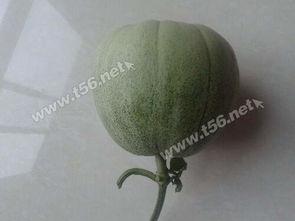 水瓜的瓜囊可以吃吗,美味可口的食用奥秘探索