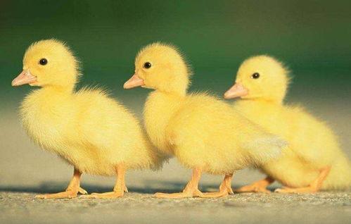 土法给鸭子吃瓜视频,瓜果成鸭儿美食，视频展示养鸭乐趣