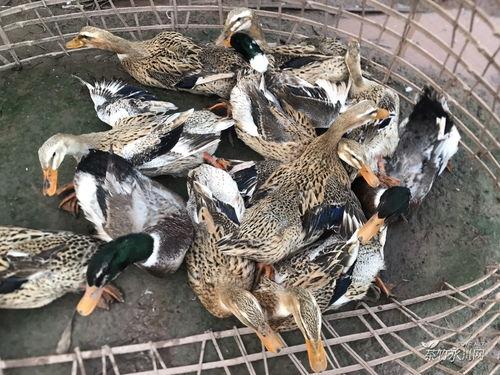 土法给鸭子吃瓜视频,瓜果成鸭儿美食，视频展示养鸭乐趣