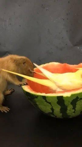 鹦鹉吃不吃海瓜