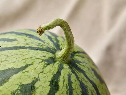 上饶上海吃瓜,一场网络热议的幕后真相