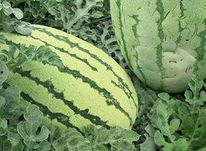 怎么屏蔽吃瓜广告,畅享无干扰网络体验