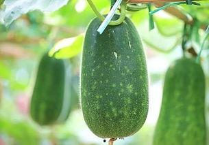 减肥吃绿瓜好吗还是红瓜