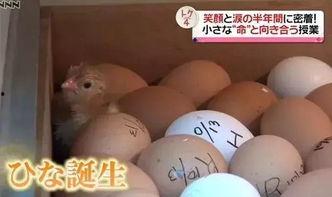 小鸡盒子吃瓜,揭秘瓜界奇闻轶事