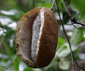 八月瓜可以吃吗,美味可口的天然野果，你了解多少？