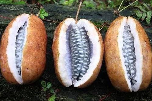 八月瓜可以吃吗,美味可口的天然野果，你了解多少？