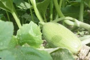 吃瓜绝不变成瓜,如何避免成为“瓜”的牺牲者？