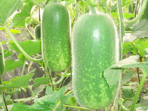 吃瓜吃熟透的好吗知乎