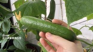 梦见到瓜地摘瓜吃,摘瓜品尝的奇幻之旅