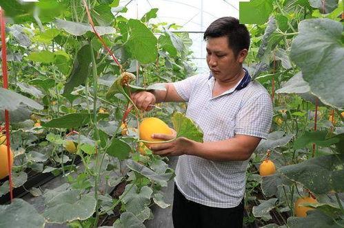 《文安》网红吃瓜