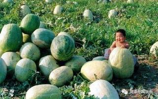 二细吃瓜,揭秘娱乐圈幕后故事