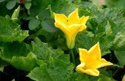 吃瓜萍乡,吃瓜萍乡，品味独特风味