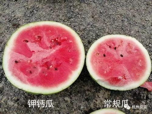 生瓜可以抄着吃吗