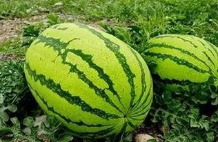 银川市吃瓜,清凉一夏，尽享瓜果盛宴