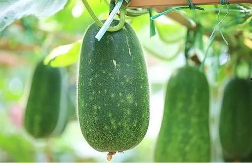 吃瓜不如瓜皮,揭秘“吃瓜不如瓜皮”的智慧生活