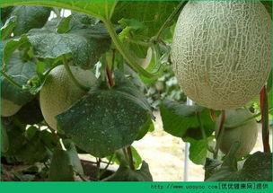 吃哈密瓜肥么,吃哈密瓜真的会发胖吗？